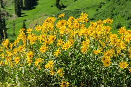 Gelb aufgeblühte Zwergsonnenblumen im Beet.