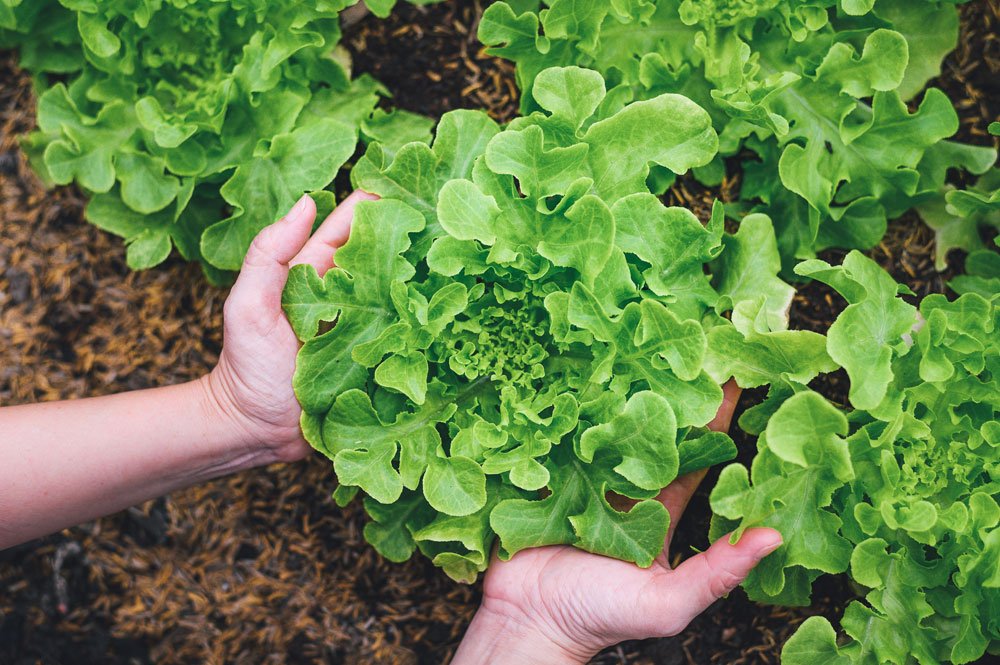 Feldsalat anbauen – Tipps von der Aussaat bis zur Ernte
