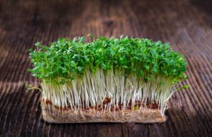 Gartenkresse anpflanzen – So wird’s gemacht