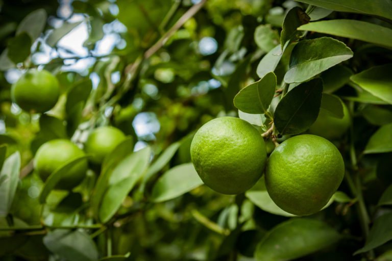 Limettenbaum – Pflege und Überwinterung