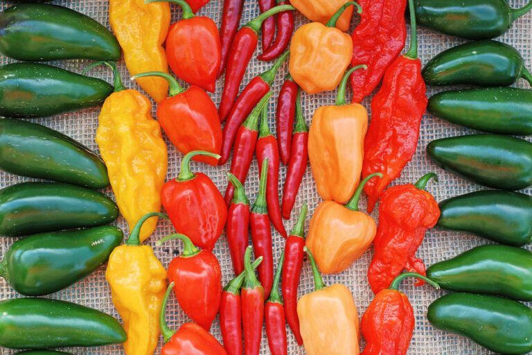 Paprika, Peperoni, Chili – Unsere Sorten-Tipps für einen ertragreichen Anbau!