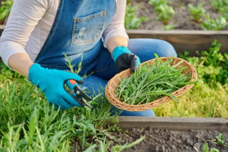 Rucola anbauen im Garten