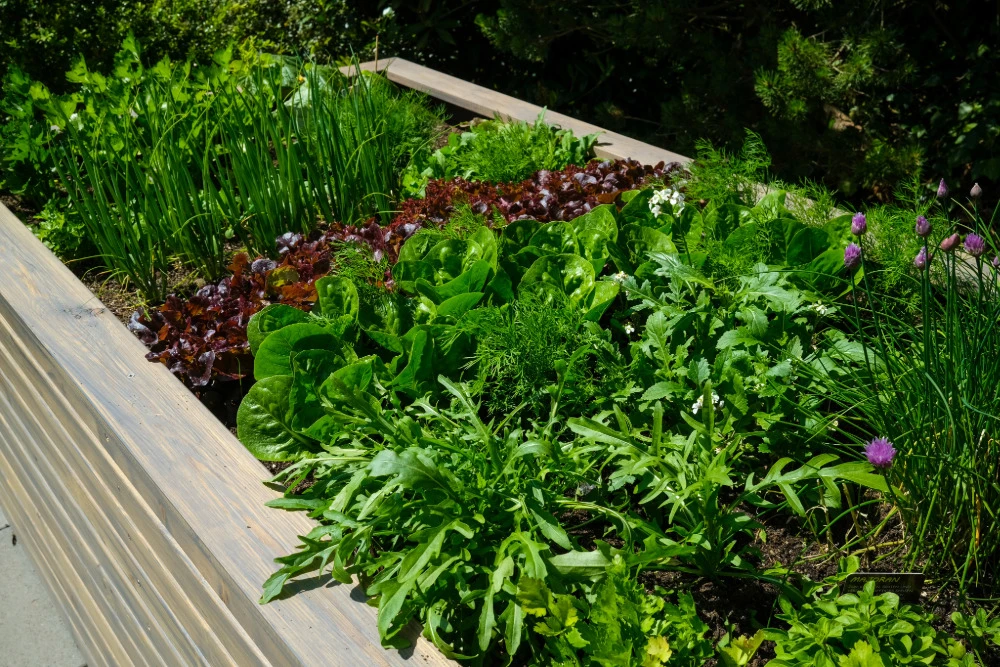 Geeignete Pflanzpartner für Rucola in einem Beet