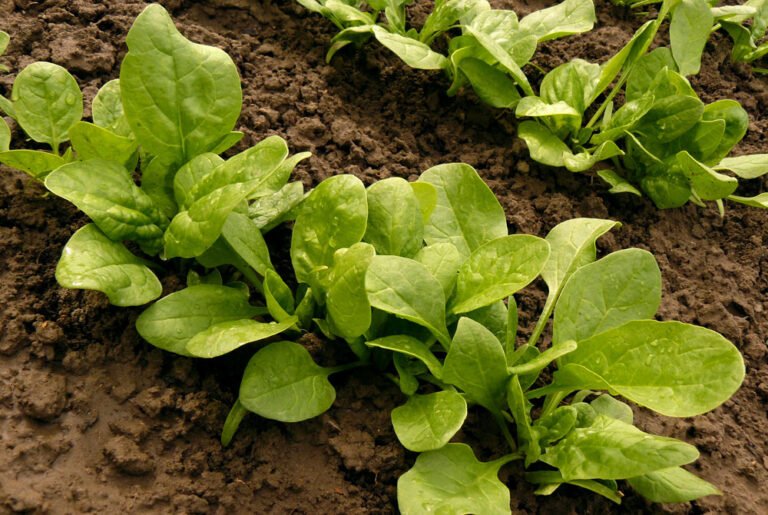 Spinat anbauen – So wird’s gemacht