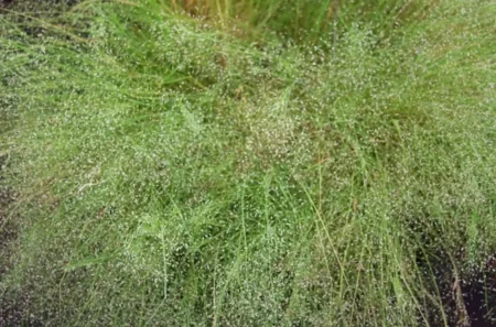 Nebelgras im Garten