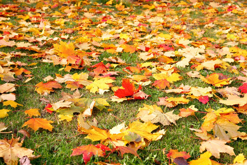 Herbstlaub auf dem Rasen Rasen mit Herbstlaub