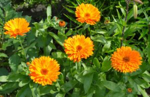 Ringelblume – Aussaat und Pflege der Heilpflanze