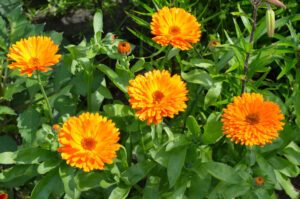 Ringelblume – Aussaat und Pflege der Heilpflanze