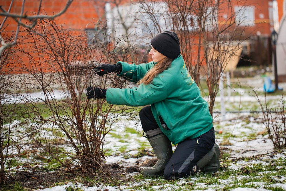 Frau in warmer Kleidung und festen Winterschuhen für die Gartenarbeit, schneidet Äste von einem Strauch ab.