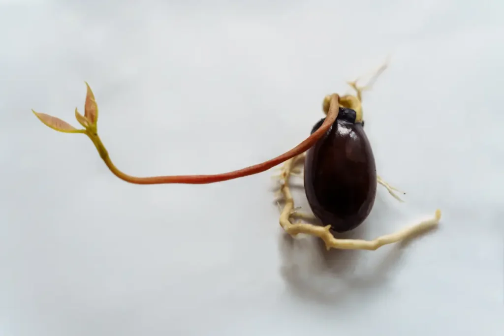 Lychee-Kern mit Keim und Wurzeln.