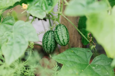 Nahaufnahme der Mexikanischen Minigurke, die aussieht, wie eine kleine, gestreifte Wassermelone.