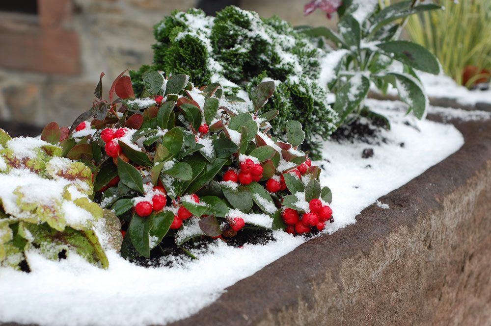 Pflegetipps für winterharte Topfpflanzen
