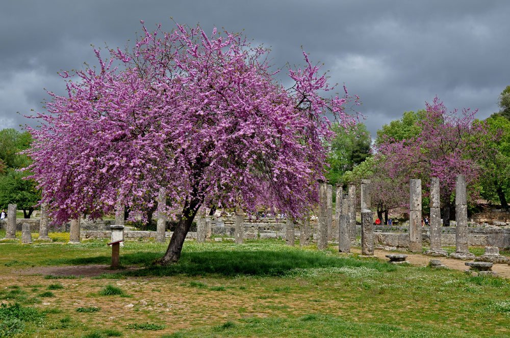 Judasbaum - © schuduma - Fotolia.com Judasbaum