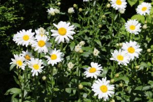 Margeriten pflanzen und pflegen – So wird’s gemacht