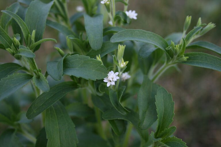 Stevia anbauen – So wird’s gemacht