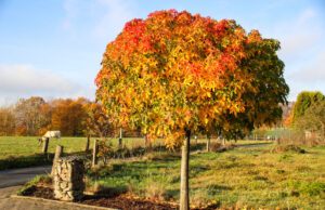 Kugel-Amberbaum GumBall – Anbau und Pflege