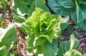 Zuckerhut-Salat pflanzen – So wird's gemacht
