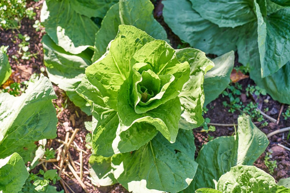 Zuckerhut-Salat pflanzen – So wird's gemacht