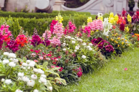 Antirrhinum (Löwenmäulchen)