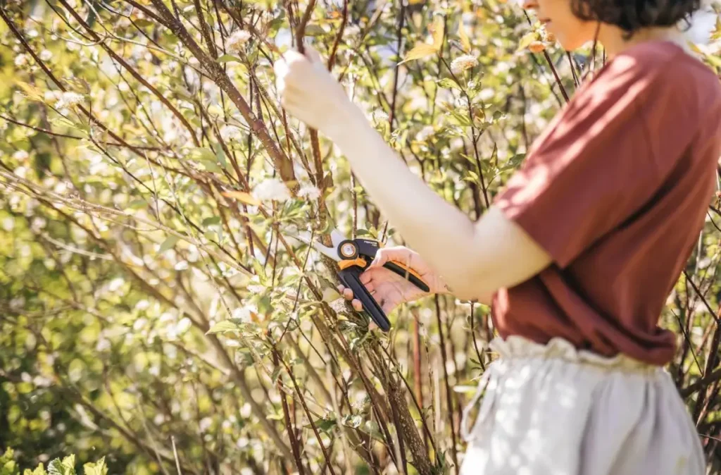 Frau schneidet mit Gartenschere Äste vom Strauch ab.