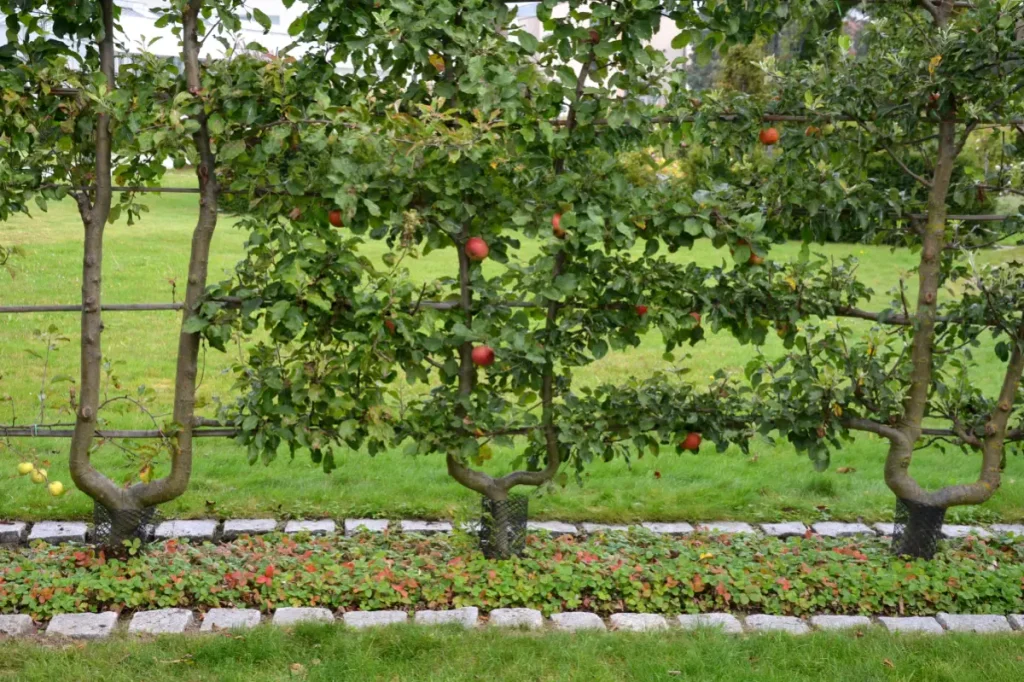 Drei Apfelbäume am Spalier gewachsen bilden eine Obsthecke.