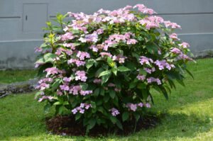 Tellerhortensie: Anbau und Pfege