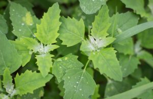 Gartenmelde: Anbau und Pflege