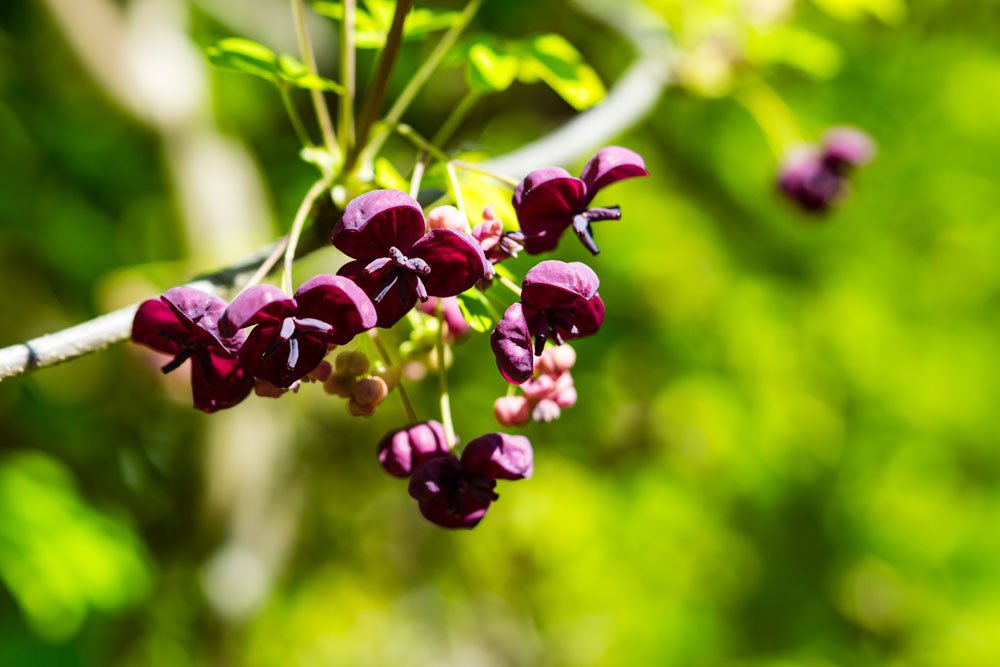 eine exotische Pflanze auch für unsere Gärten Schokoladenwein "Akebia quinata"