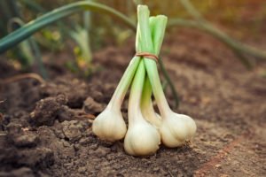 Knoblauch gegen Blattläuse