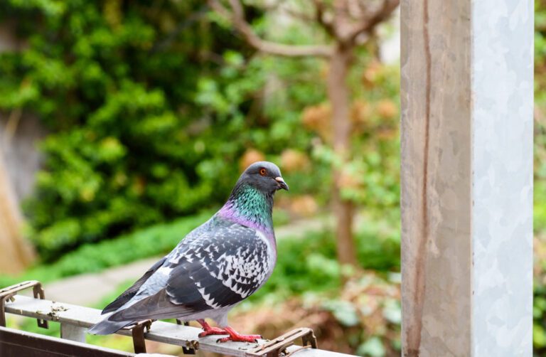Tauben vom Balkon vertreiben – 7 Tipps
