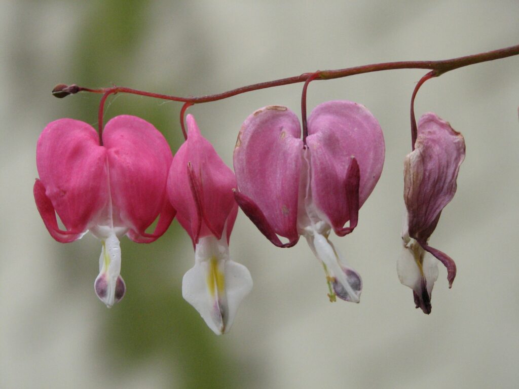 Stress bei Pflanzen vermeiden - So klappt's