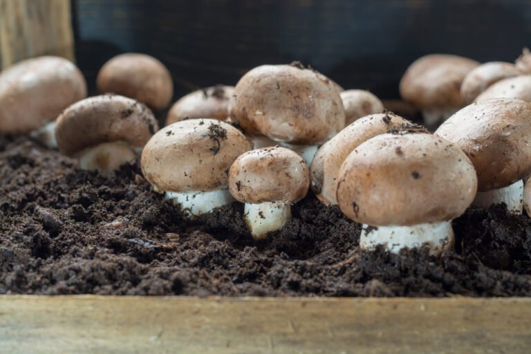 Champignons anbauen – So wird’s gemacht