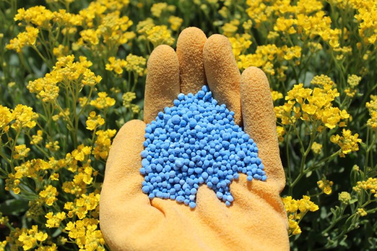 Blaukorn: Zusammensetzung und Dosierung des Nährstoffdüngers genau erklärt
