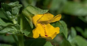 Gelbe Gauklerblume: Standort und Pflege