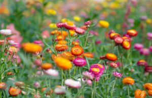 Strohblume: Aussaat und Pflege der einjährigen Sommerblume