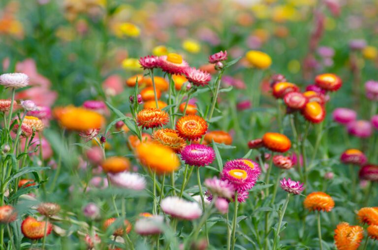 Strohblume: Aussaat und Pflege der einjährigen Sommerblume