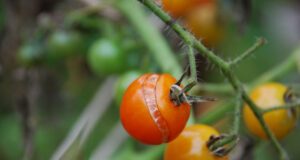 Tomaten platzen auf – Ursachen und Tipps zur Vermeidung