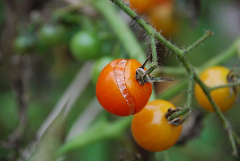 Tomaten platzen auf – Ursachen und Tipps zur Vermeidung