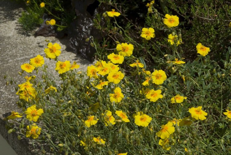 Sonnenröschen: Sorten, Standort und Pflege der buschigen Pflanzenstaude