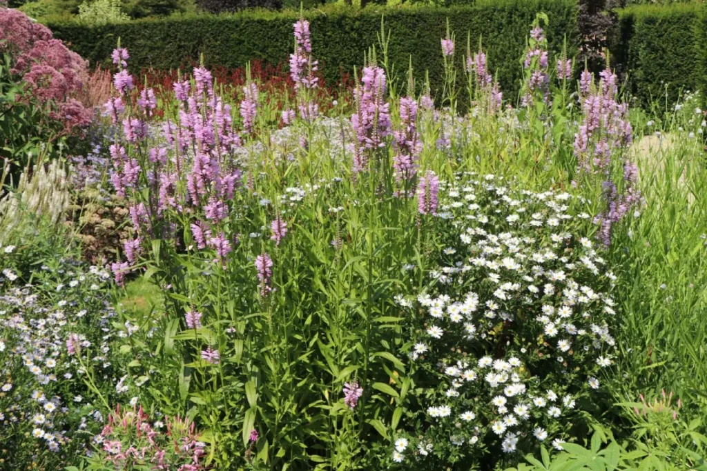 Gelenkblume Summerspire