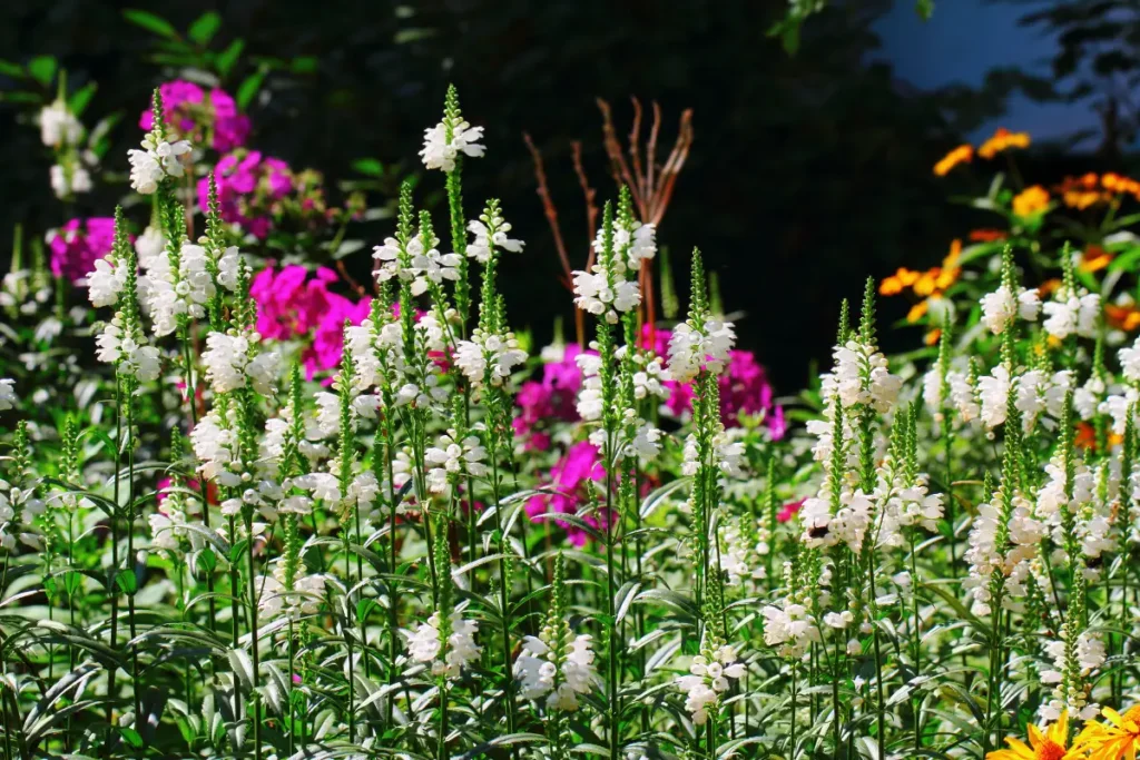 Gelenkblume vermehren