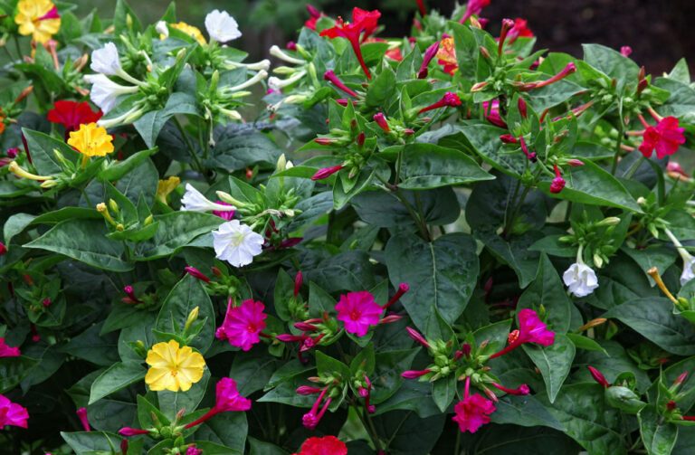 Wunderblume: Aussaat und Pflege der blühenden Staudenpflanze