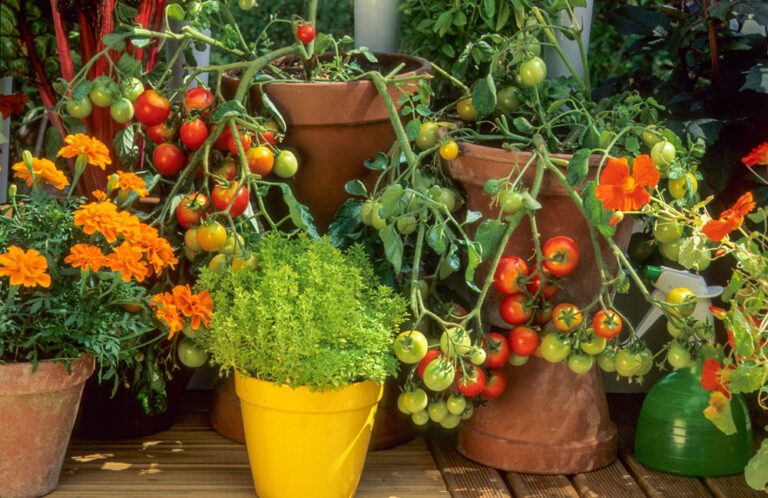 Gemüsebeet auf der Terrasse anlegen – 5 Möglichkeiten vorgestellt