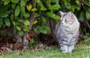 Katzen aus Garten vertreiben