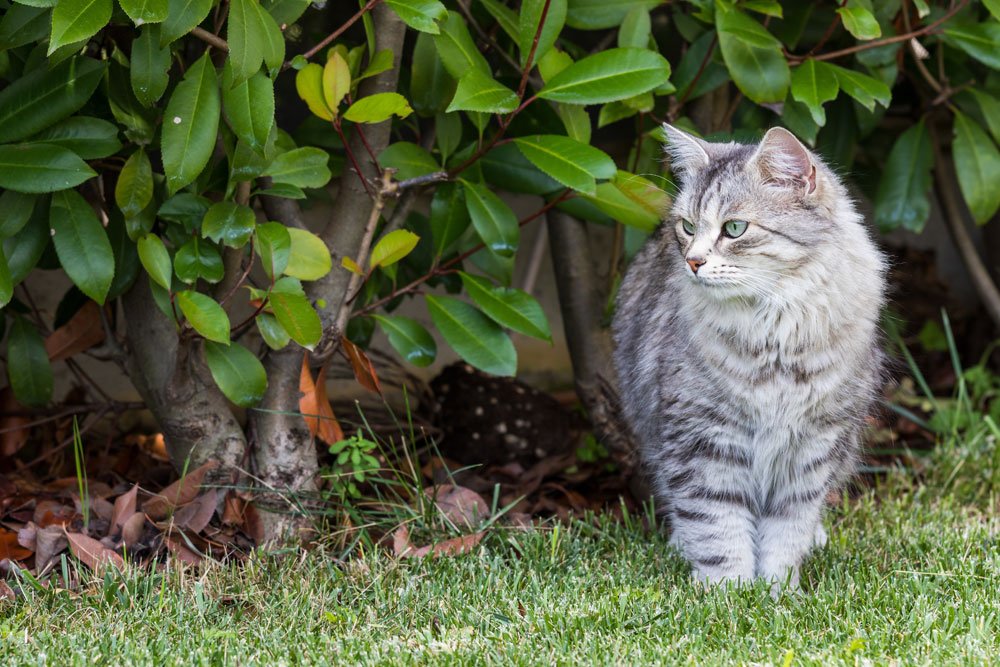 Katzen aus Garten vertreiben