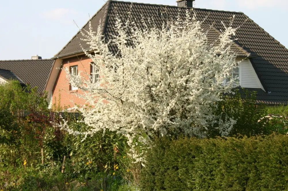 Schlehe in voller Blüte im Garten.