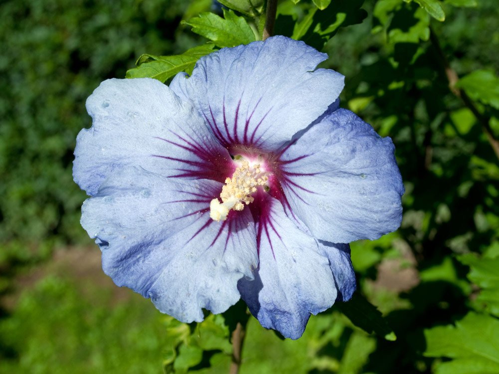 Blütenfarbe Blau