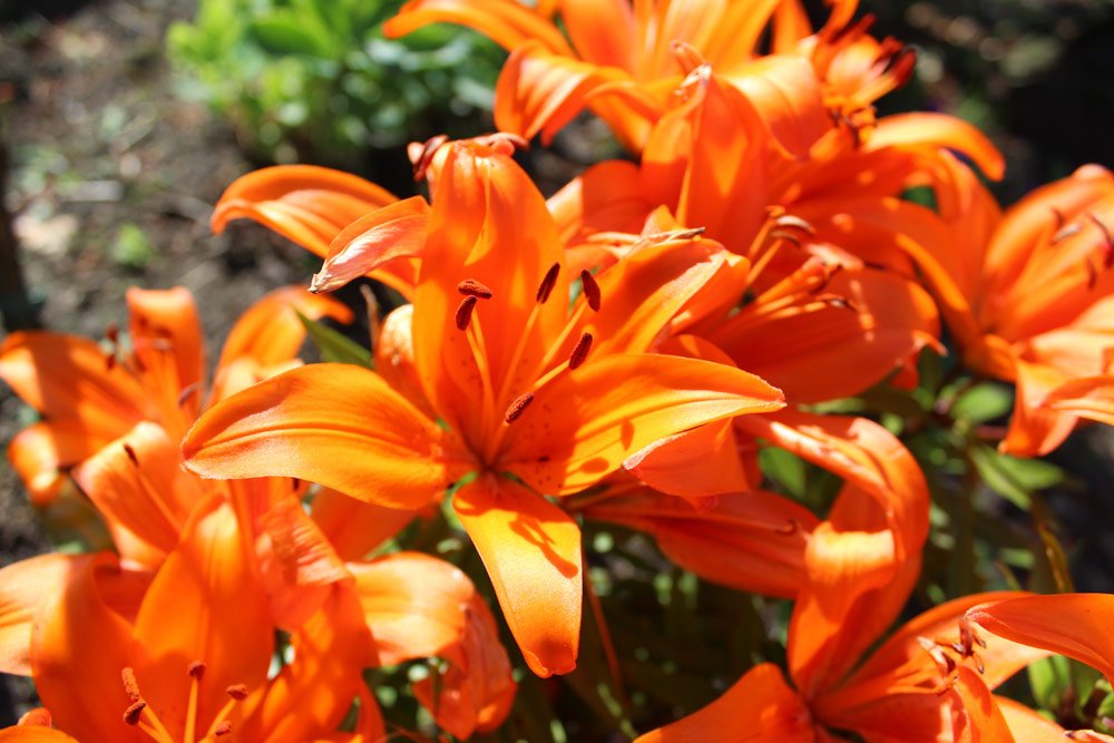 Blütenfarbe Orange