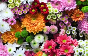 Blumenfarben und ihre Bedeutung
