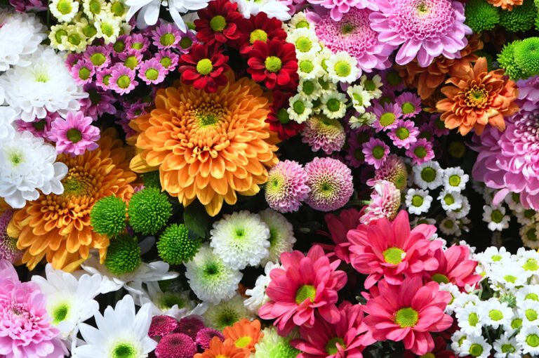 Blumenfarben und deren Bedeutung – Wir klären Sie auf